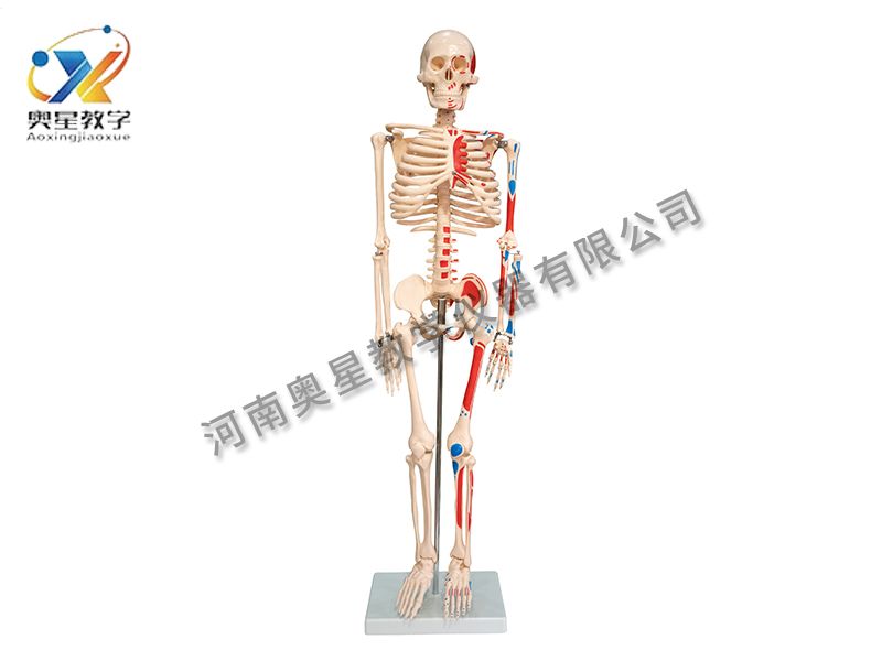 人體骨骼附肌肉著色模型